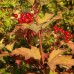 Калина обыкновенная Парк Харвест