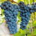 Виноград винный Регент