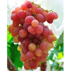 Виноград Розовый жемчуг
