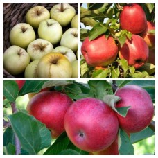 Дерево-Сад яблоня Лобо, Антоновка, Лигол, 3 года