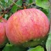 Яблоня Осеннее полосатое (Штрейфлинг, Штрифель) 
