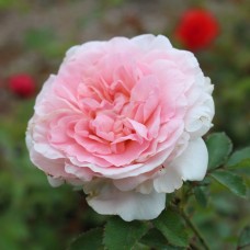 Роза канадская парковая Модэн Блаш