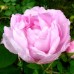 Роза канадская парковая Свит Аделин