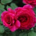 Роза чайно-гибридная Бельвью
