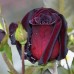 Роза чайно-гибридная Блек Баккара 