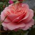 Роза флорибунда Ботичелли