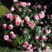 Роза чайно-гибридная Чиппендейл