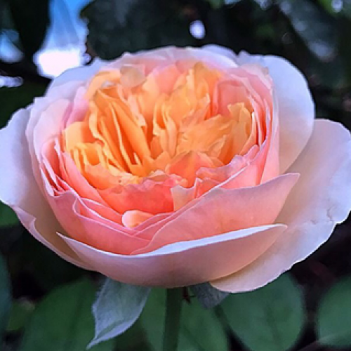 роза английская джульетта