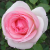 Роза плетистая Эден Роуз=Пьер де Ронсар 