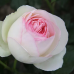 Роза плетистая Эден Роуз=Пьер де Ронсар 
