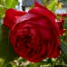 Роза плетистая Ред Эден Роуз