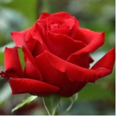Роза чайно-гибридная Ред Франция