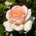Роза чайно-гибридная Чандос Бьюти