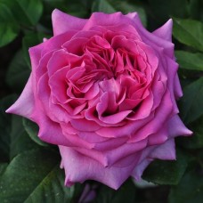 Роза чайно-гибридная Шартрез де Парм