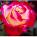 Роза чайно-гибридная Дабл Делайт (Двойное Удовольствие)