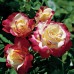 Роза чайно-гибридная Дабл Делайт (Двойное Удовольствие)