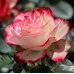 Роза флорибунда Юбилей Принца де Монако