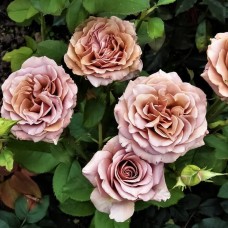Роза флорибунда Мокароза