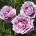 Роза флорибунда Новалис