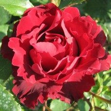 Роза чайно-гибридная Омаж а Барбара