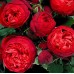 Роза чайно-гибридная Ред Пиано