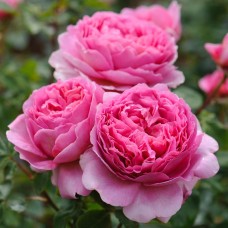 Роза английская Принцесса Александра Кентская
