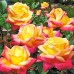 Роза чайно-гибридная Восточный Экспресс 
