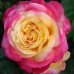 Роза чайно-гибридная Восточный Экспресс 