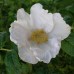 Роза ругоза (морщинистая) Альба