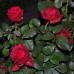 Роза флорибунда Роза 4 ветров
