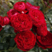 Роза флорибунда Красная Шапочка
