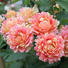 Роза шраб Роз де Цистерсьен