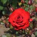 Роза флорибунда Европеана на штамбе 90 см