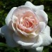 Роза чайно-гибридная Хельга на штамбе 90 см