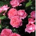 Роза шраб Ля Роуз де Молинар на штамбе 90 см