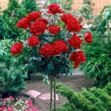Роза чайно-гибридная Мистер Линкольн на штамбе 90 см