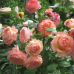 Роза чайно-гибридная Сурир де Хавр